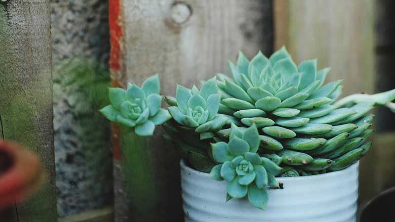 When Do Succulents Need To Be Repotted?