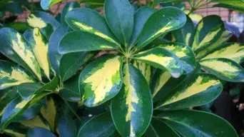 Root-Bound Umbrella Plant