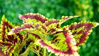 Coleus in Sun and Shade