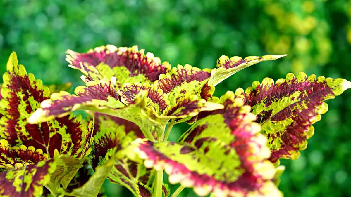 Does Coleus Like Sun or Shade