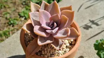 Echeveria in Direct Sunlight