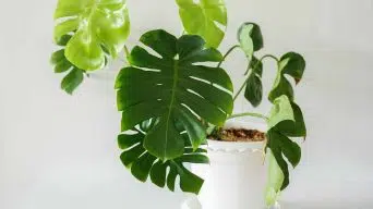 A Root Bound Monstera Plant