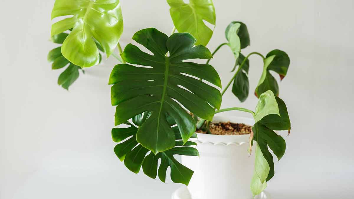 Does Monstera Like to Be Root Bound
