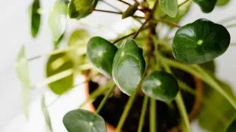 Root-bound Pilea