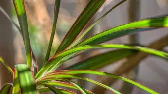 Dracaena Drooping Leaves