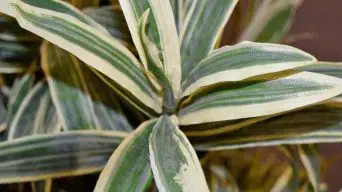 Dracaena Black Leaves