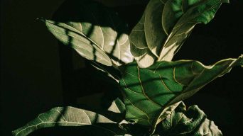 A Fiddle Leaf Fig is with White Spots