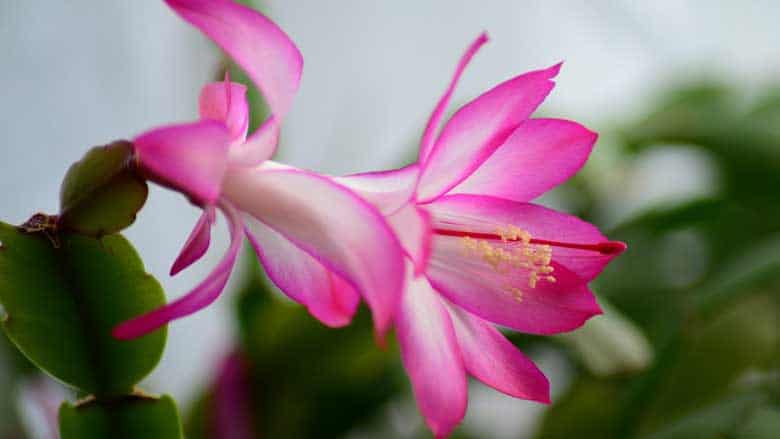 Easter Cactus (Rhipsalidopsis gaertneri)