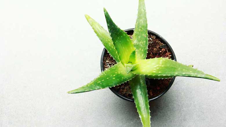 Easy to Propagate Succulents