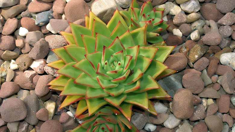 Caring for Echeveria Agavoides