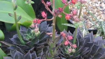 Caring for Echeveria Black Knight