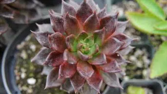 Caring for Echeveria 'Black Prince'