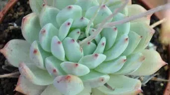 Caring for Echeveria Colorata