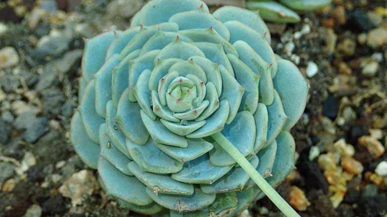 Caring for Echeveria Derenbergii 'Painted Lady'