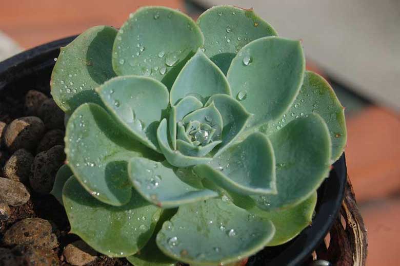 Echeveria Elegans