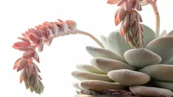 Echeveria Flowers