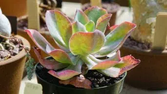 Caring for Echeveria Gibbiflora