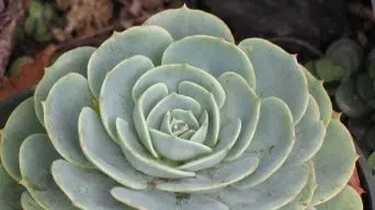 Caring for Echeveria Imbricata 'Blue Rose Echeveria'