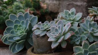 Growing Indoor or Outdoor Echeveria Plants