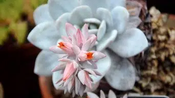 Caring for Echeveria Laui