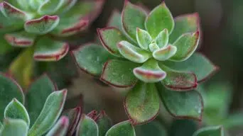 Echeveria Leaves Falling Off