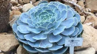 Caring for Echeveria Lilacina 'Ghost Echeveria'