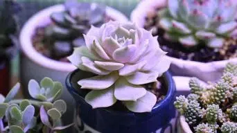 Caring for Echeveria 'Lola'