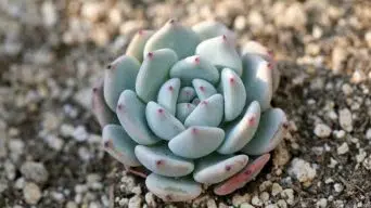 Caring for Echeveria Minima