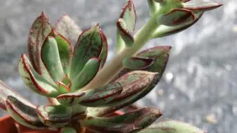 Caring for Echeveria Nodulosa