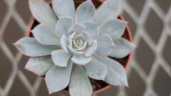 Caring for Echeveria Peacockii