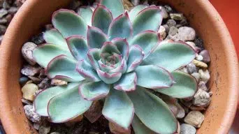 Caring for Echeveria Pelusida