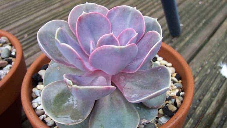 Echeveria (Perle von Nurnberg)