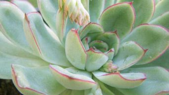 Caring for Echeveria Pulidonis