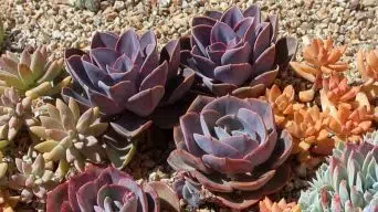 Caring for Echeveria 'Purple Pearl'