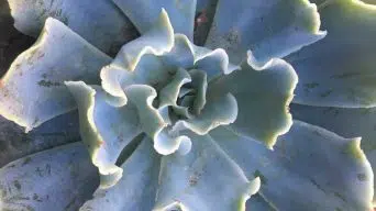 Caring for Echeveria Ruffles