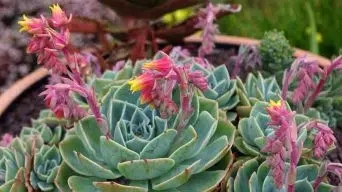 Caring for Echeveria Secunda