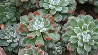 Caring for Echeveria Setosa 'Mexican 'Firecracker'