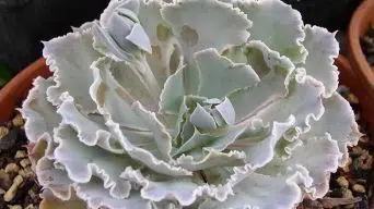 Caring for Echeveria Shaviana