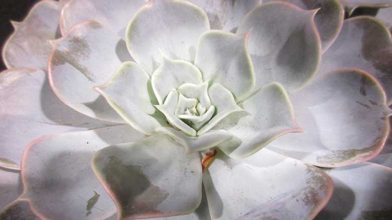 Caring for Echeveria Subsessilis 'Morning Beauty'