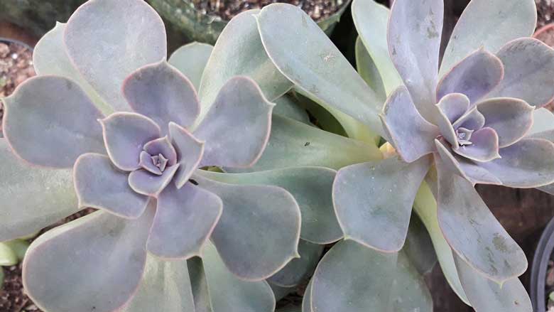 Echeveria