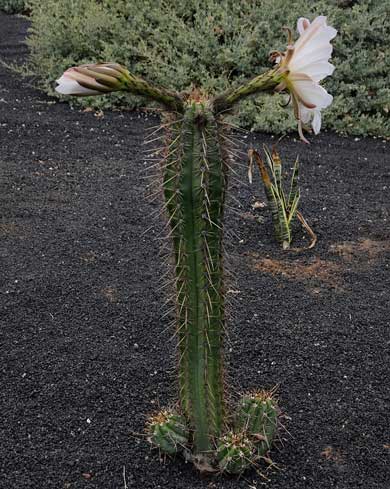 Bolivian Torch Cactus (Echinopsis lageniformis