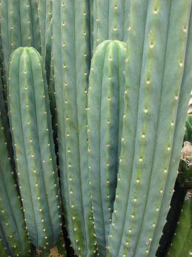 San Pedro Cactus (Echinopsis Pachanoi)