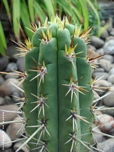 The Peruvian Torch Cactus (Echinopsis Peruviana)