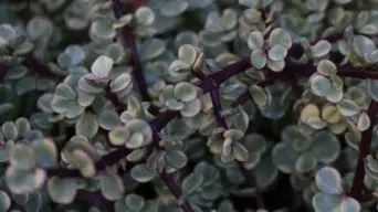 Elephant Bush Leaves Dropping