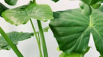 Elephant Ear Drooping Leaves