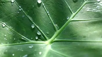 Elephant Ear Plant is Dripping Water