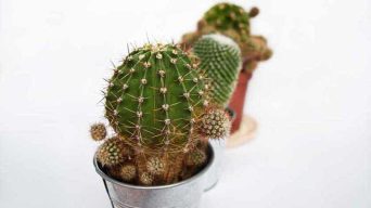 Cactus Etiolation