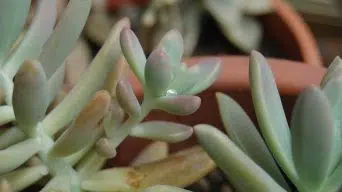 Succulent Etiolation