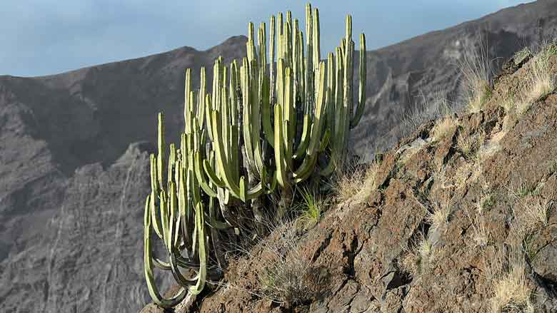 Canary Islands Cactus (Euphorbia Canariensis)