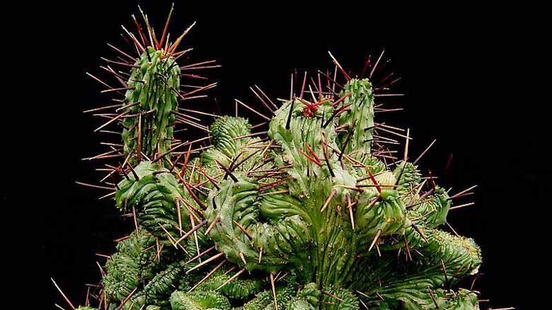 Caring for Euphorbia Enopla 'Pincushion Euphorbia'